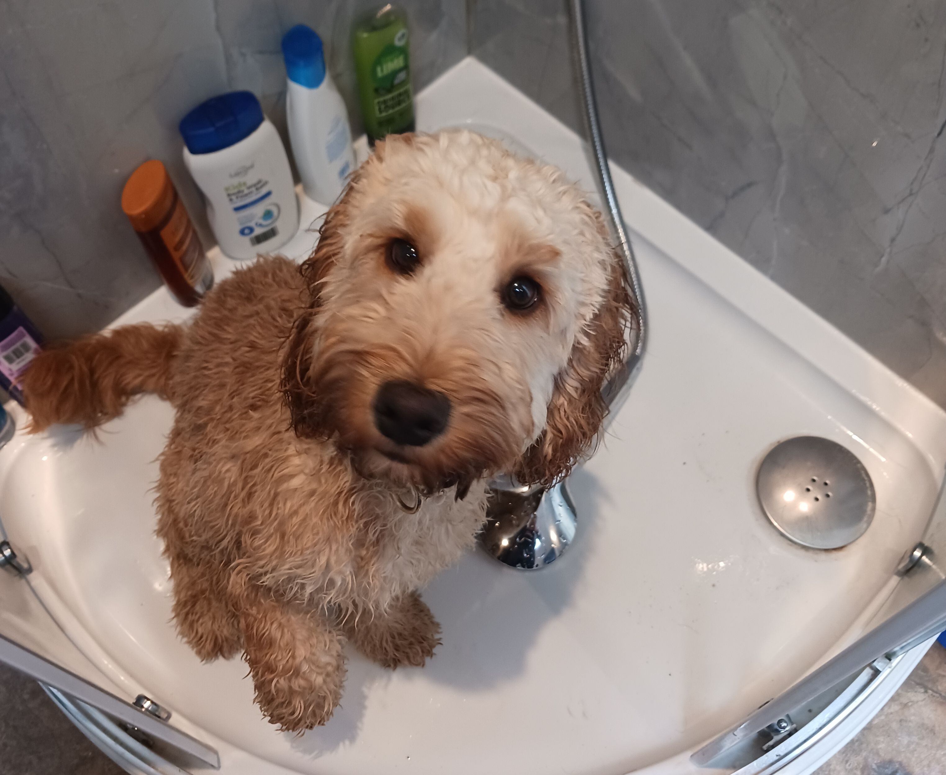 Cute Glen of Imaal terrier with his tongue sticking out.